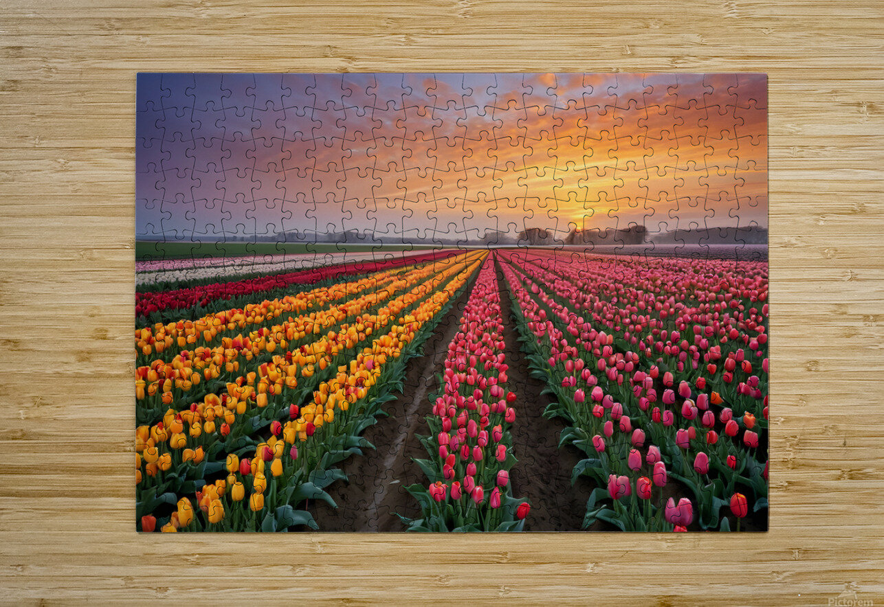 Beautiful Red and Yellow Tulips With RainDrops with sunrise   MOHAMMED SALEM ALGHAMDI Puzzle printing