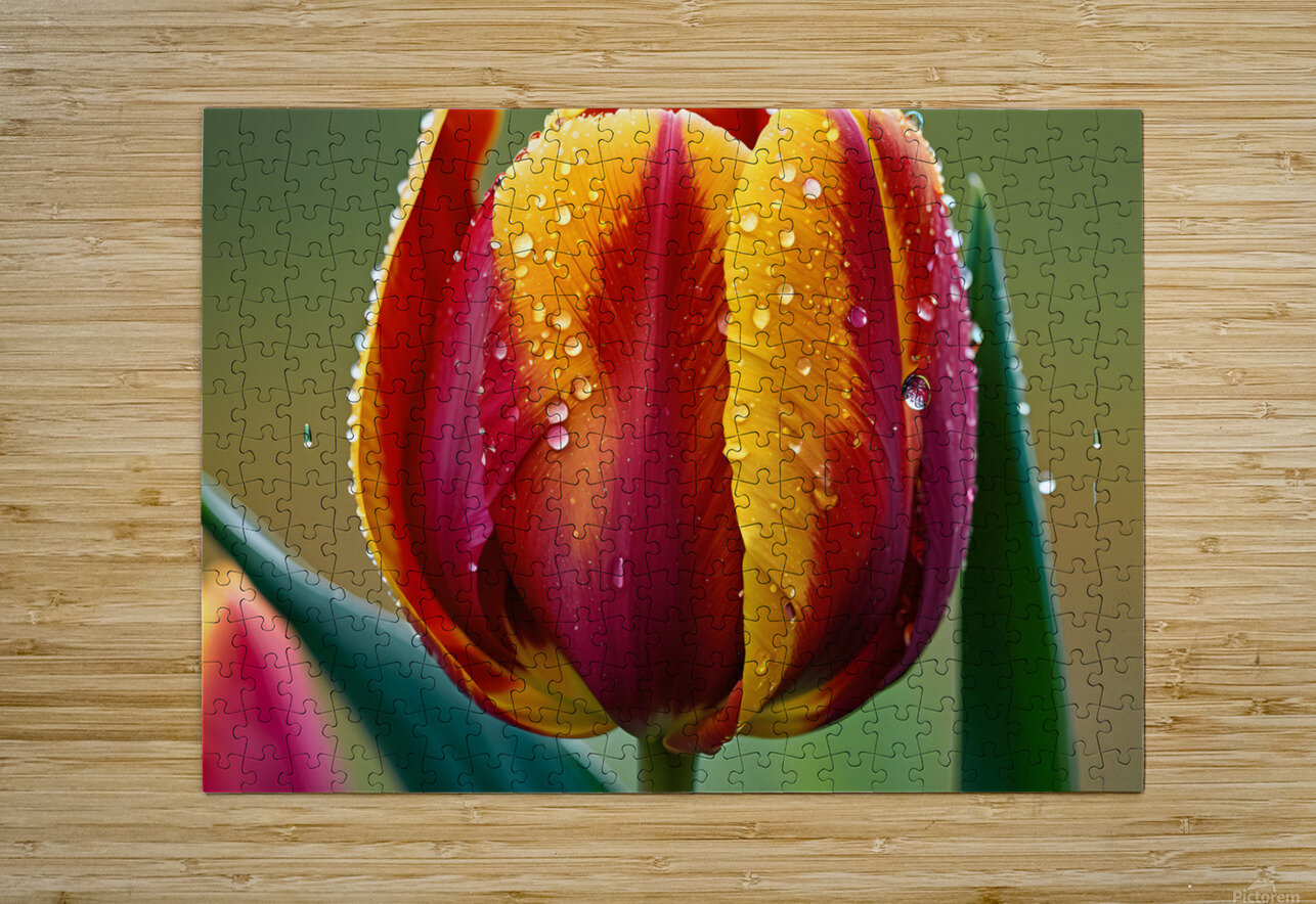 Clous-UP Beautiful Red and Yellow Tulips With RainDrops MOHAMMED SALEM ALGHAMDI Puzzle printing