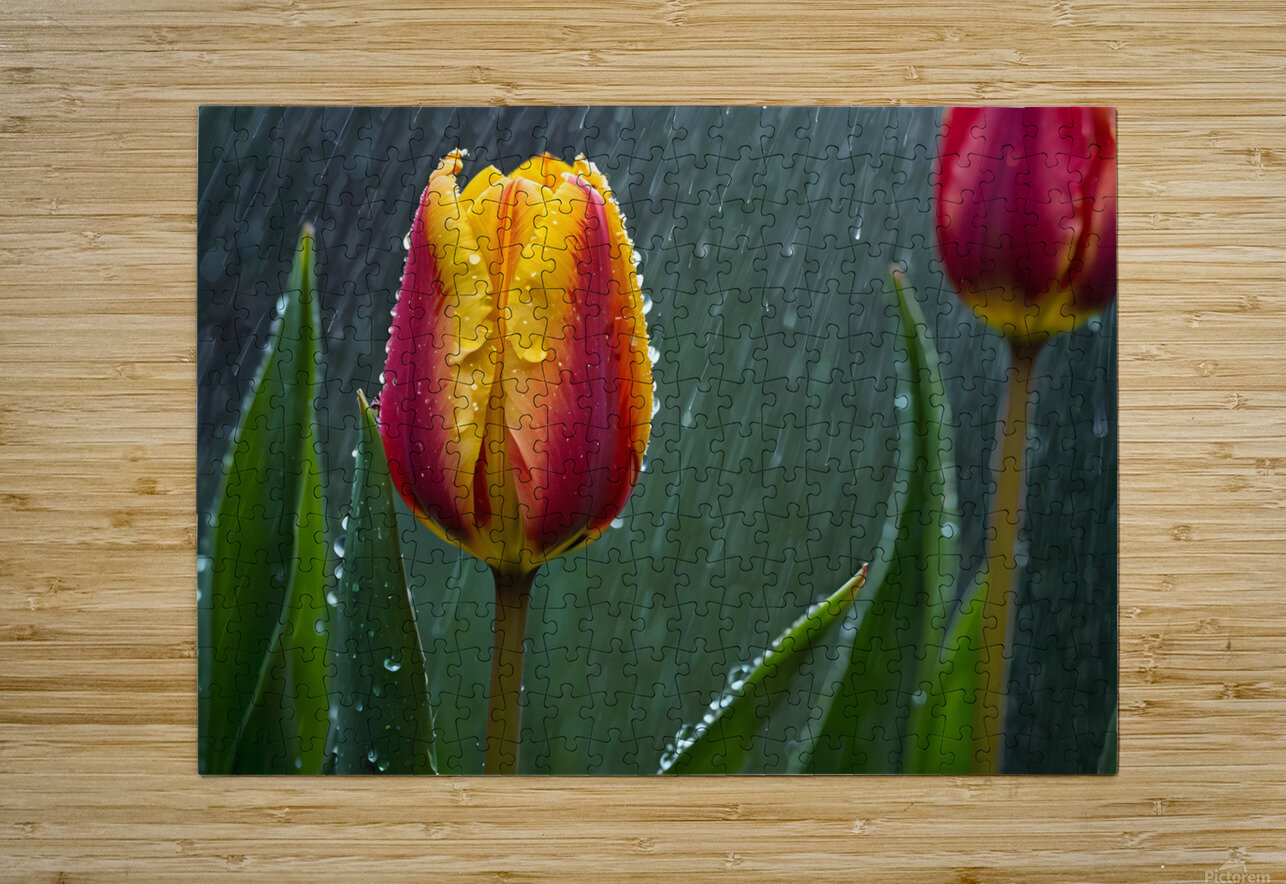 Clous-UP Beautiful Red and Yellow Tulips With RainDrops MOHAMMED SALEM ALGHAMDI Puzzle printing