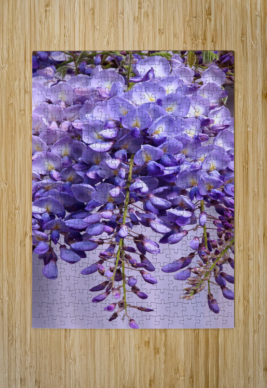 Purple Wisteria Flowers Gill Billington Puzzle printing