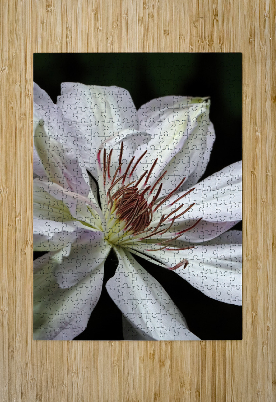Hints Of Purple And Green Clematis Deb Oppermann Puzzle printing