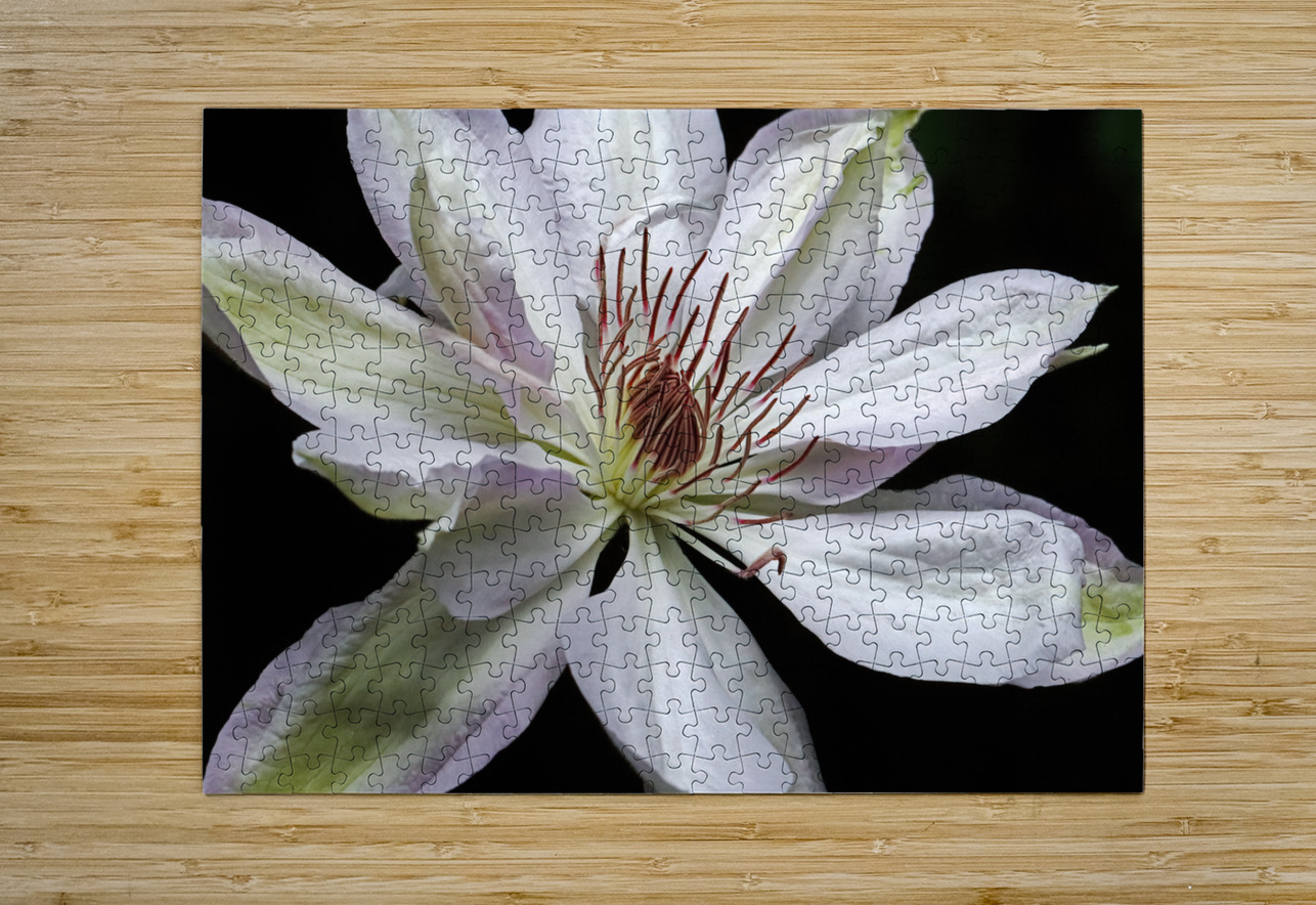 Hints Of Purple Clematis Deb Oppermann Puzzle printing