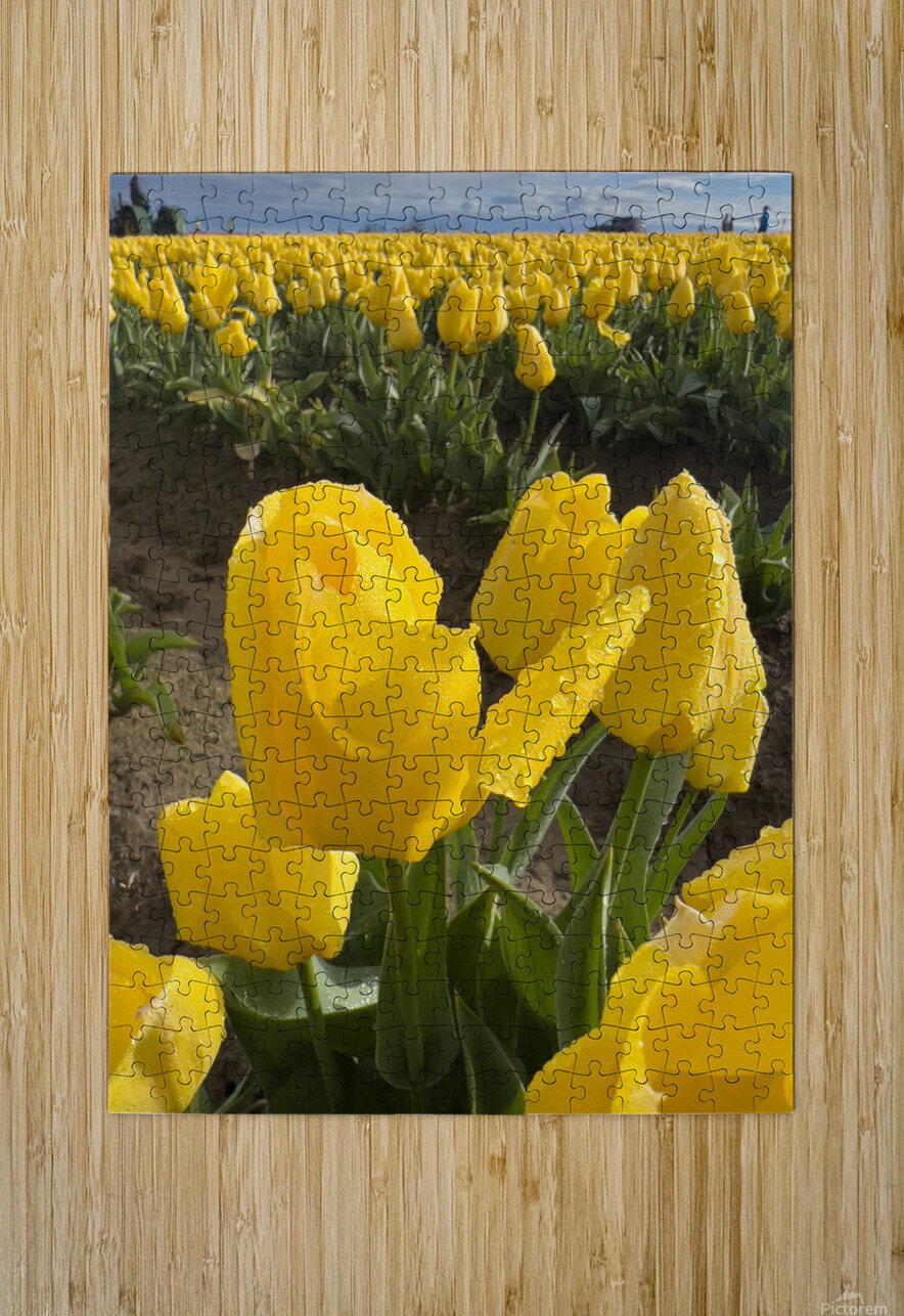 Wooden Shoe Tulip Farm IMG 8311 Bruce W Smith Puzzle printing
