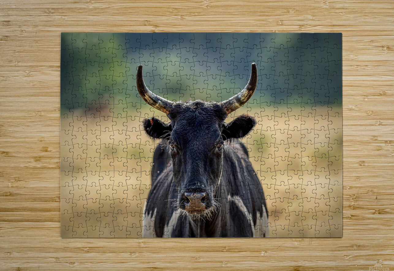 Longhorn Lady Erin Kirsten Puzzle printing