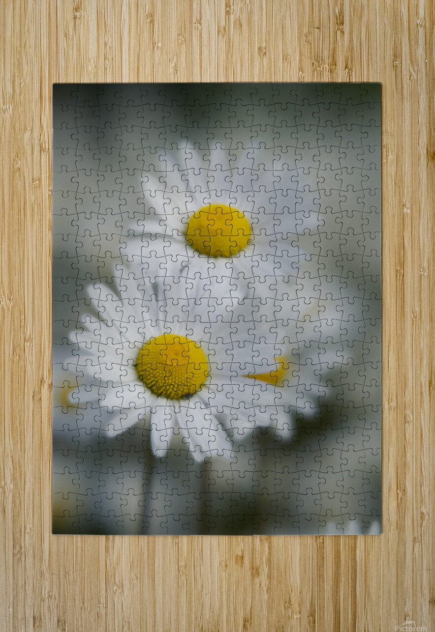 Whispers of Purity”: White Daisies in Soft Focus Bob Wild   Digital Art Puzzle printing