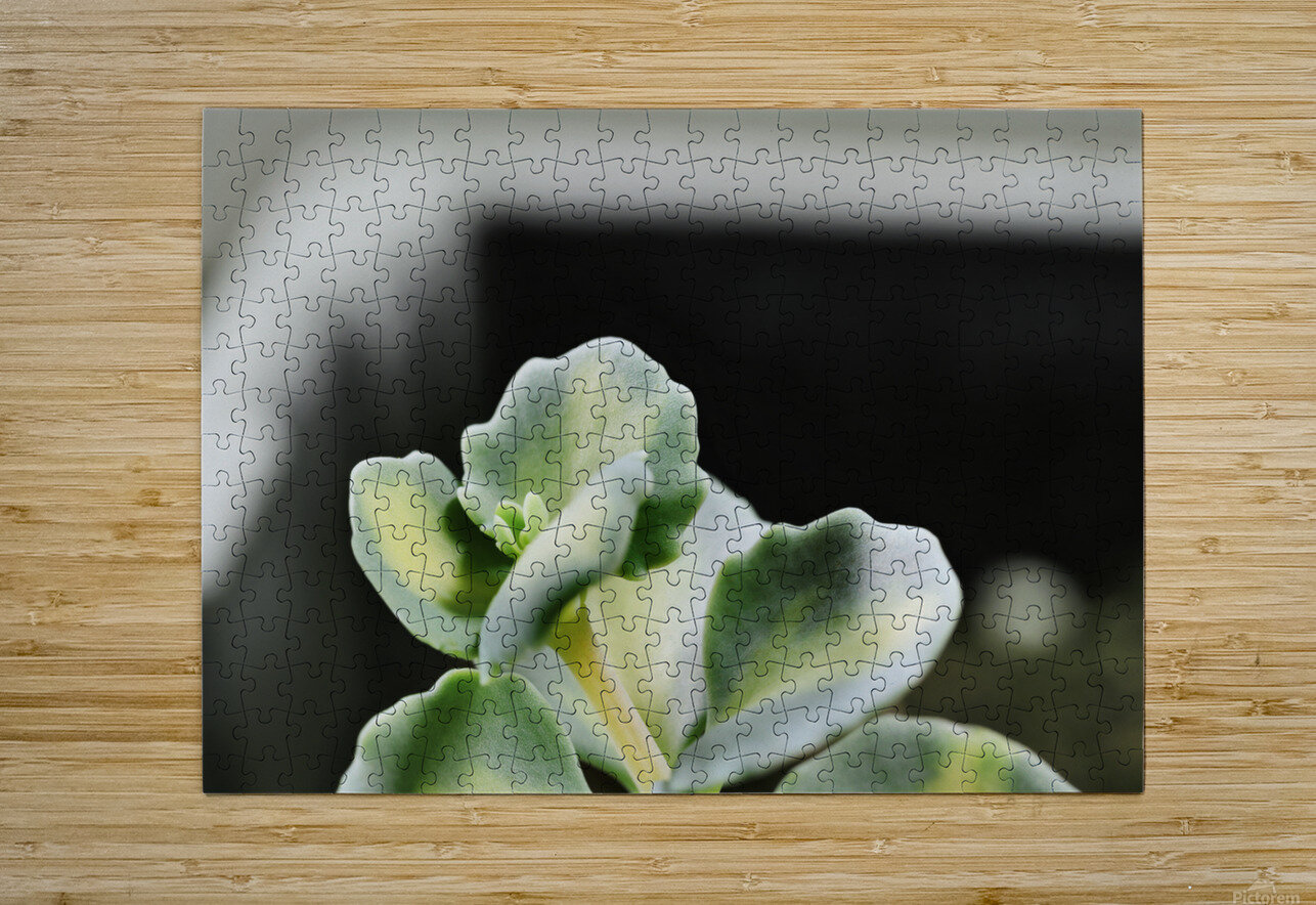 Sedum stonecrop plant detail victimewalker Puzzle printing