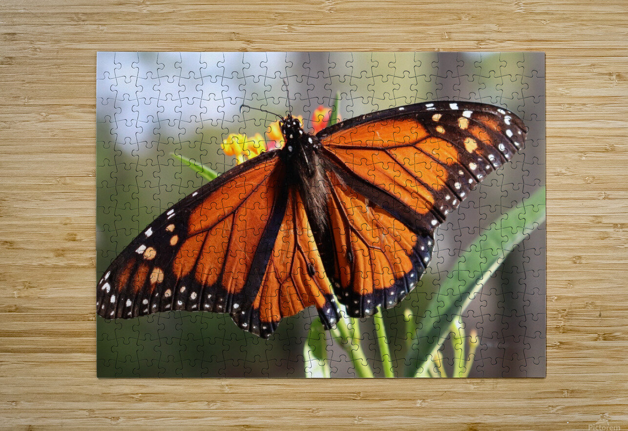Butterfly Dan Booth Puzzle printing