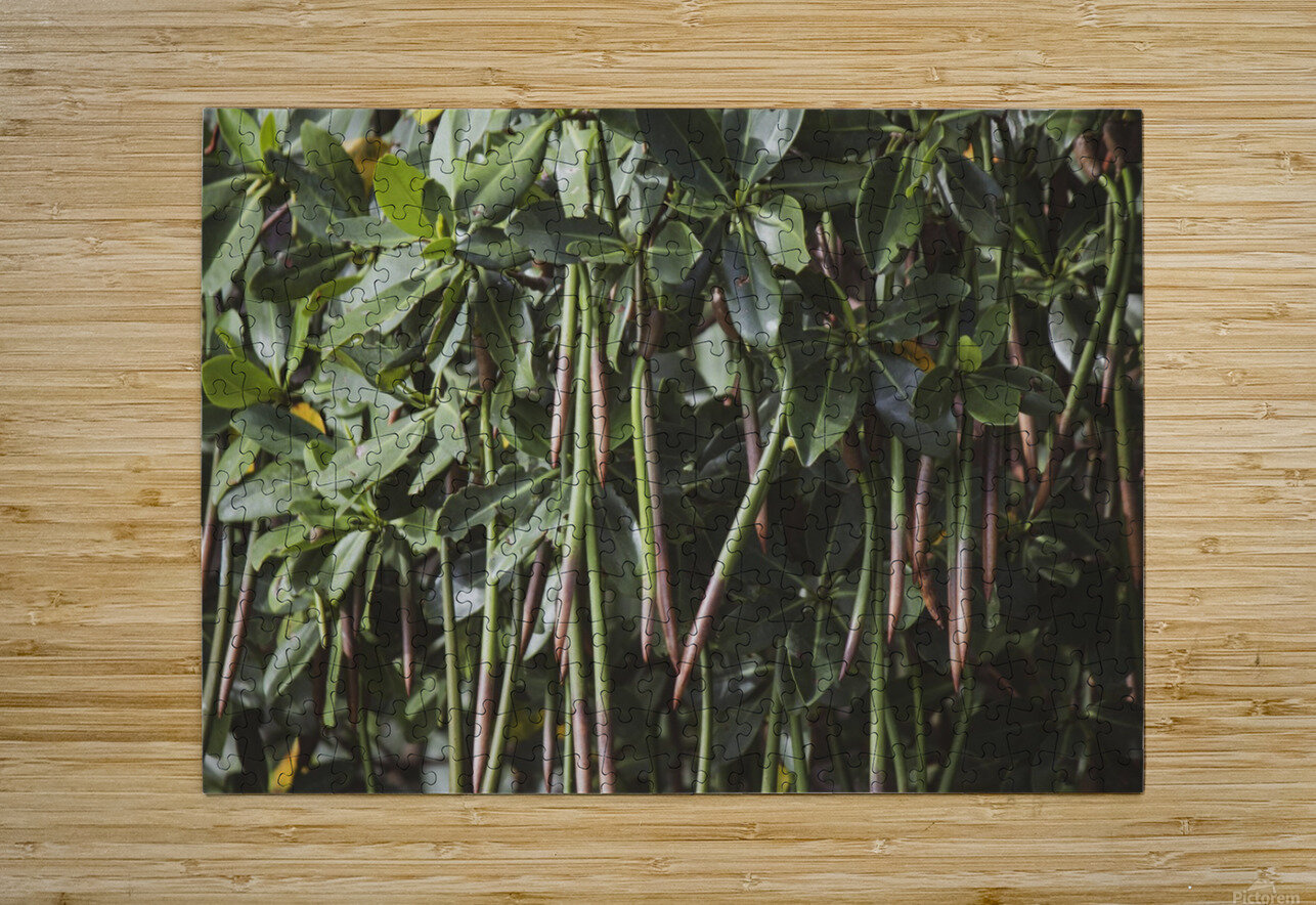 Mangrove By the C Media Puzzle printing