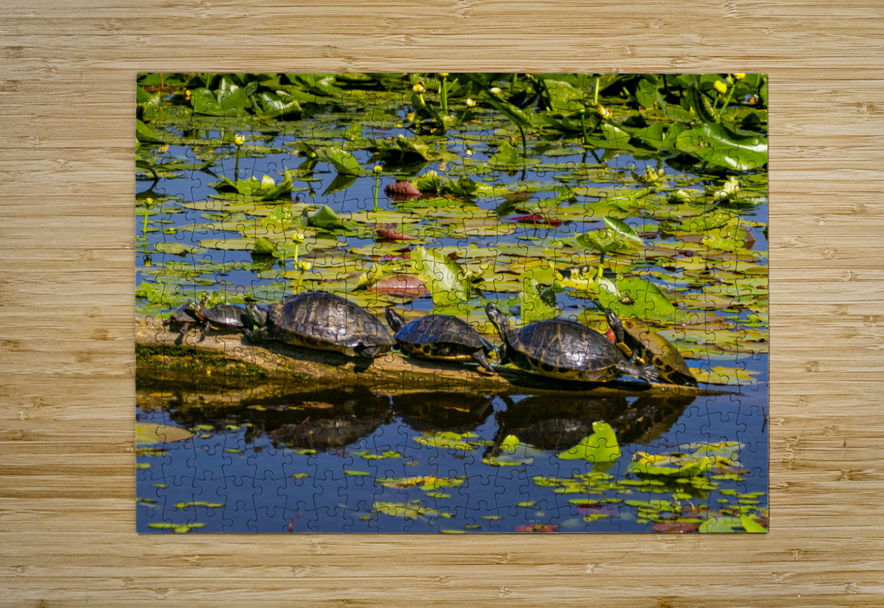 Turtle Row Spa Line Up Norma Brandsberg Photography Puzzle printing