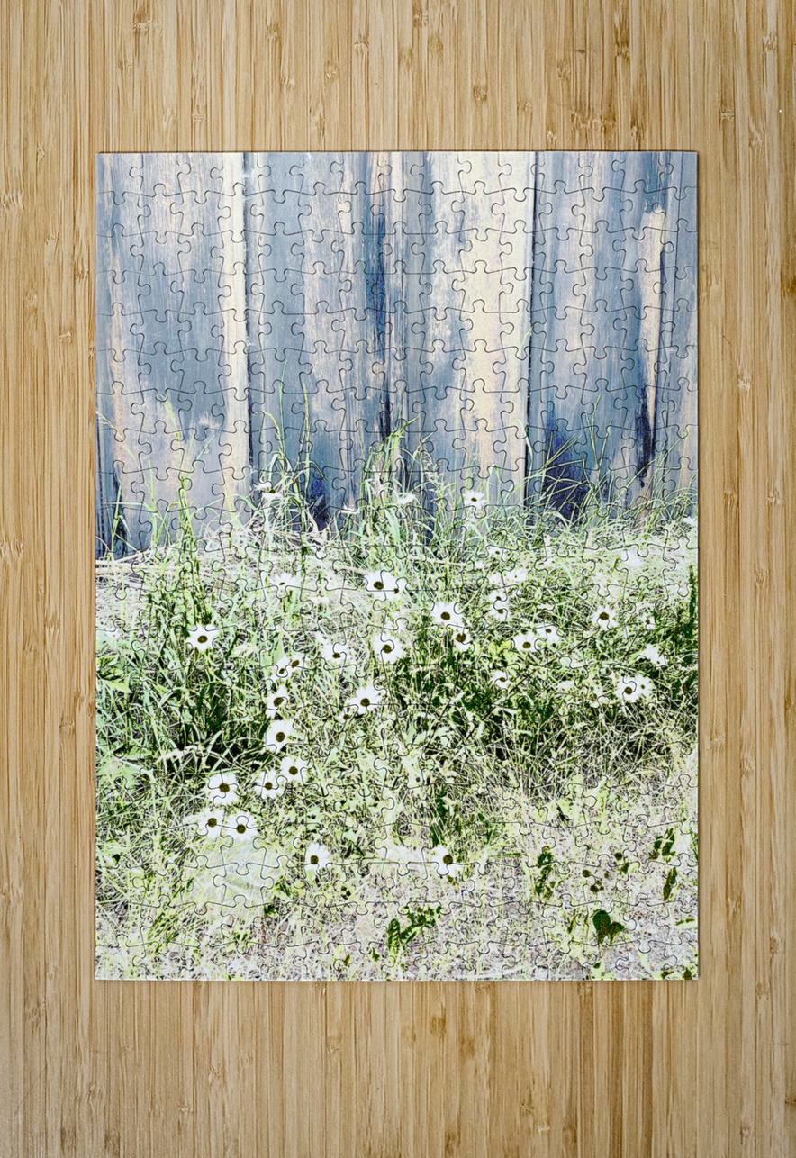 Serene Summer Daises  Catriona Roberts Nature Photography and Designs Puzzle printing