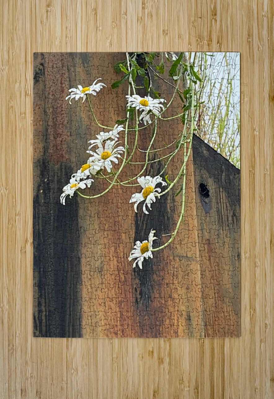  Impressionistic Summer Trailing Daises Catriona Roberts Nature Photography and Designs Puzzle printing