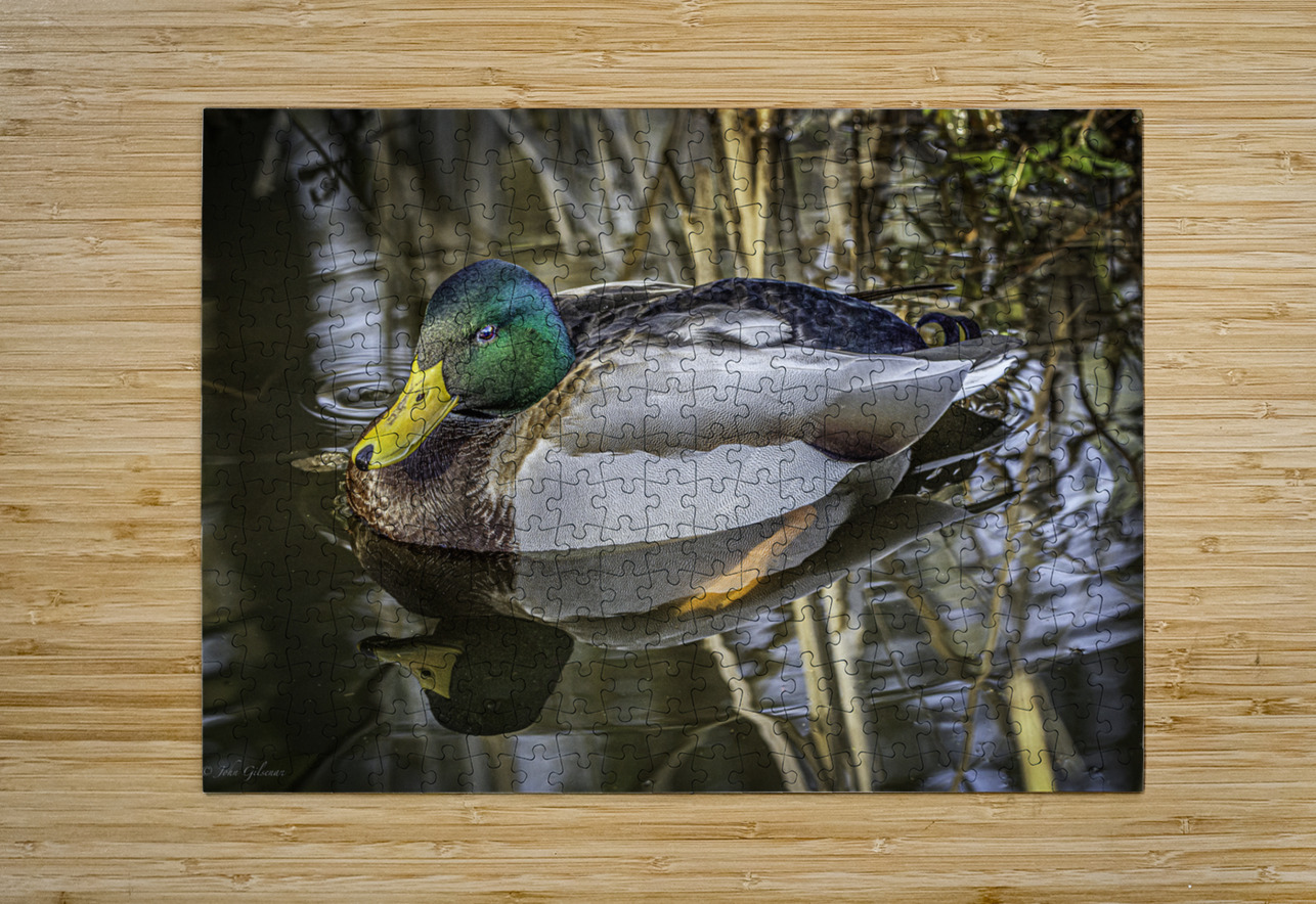 11425 Mallard Duck  John Gilsenan  Puzzle printing