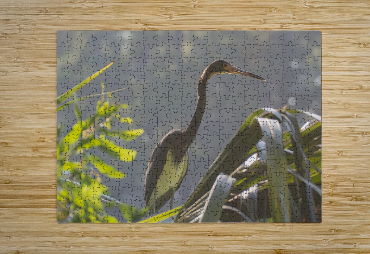 Tri Colored Heron with Backlighting Norma Brandsberg Photography Puzzle printing