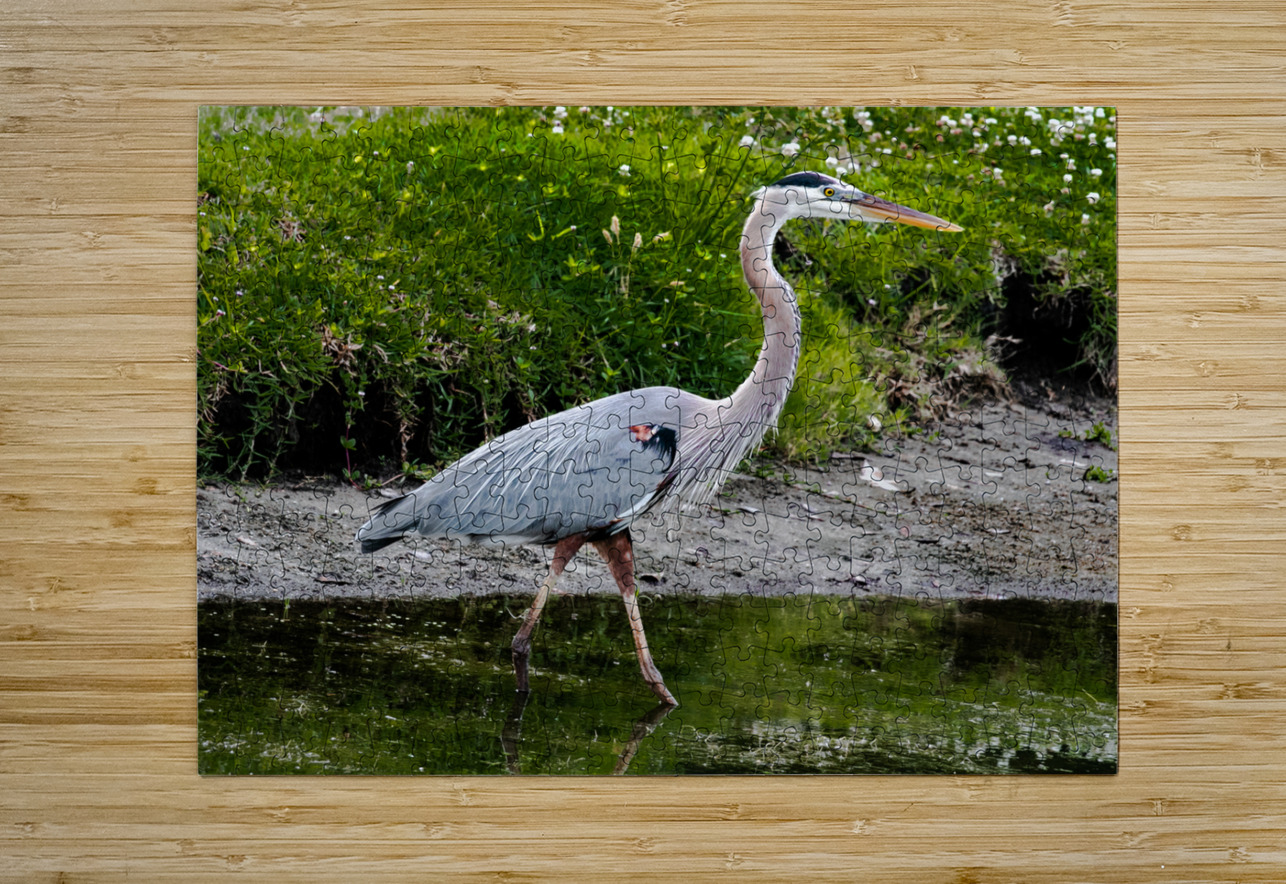 The Heron Strut Norma Brandsberg Photography Puzzle printing