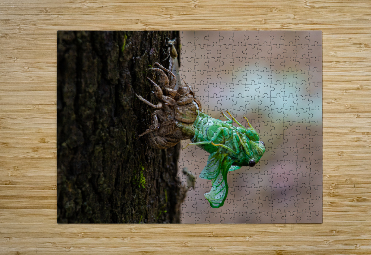 Annual Cicada Molting Norma Brandsberg Photography Puzzle printing
