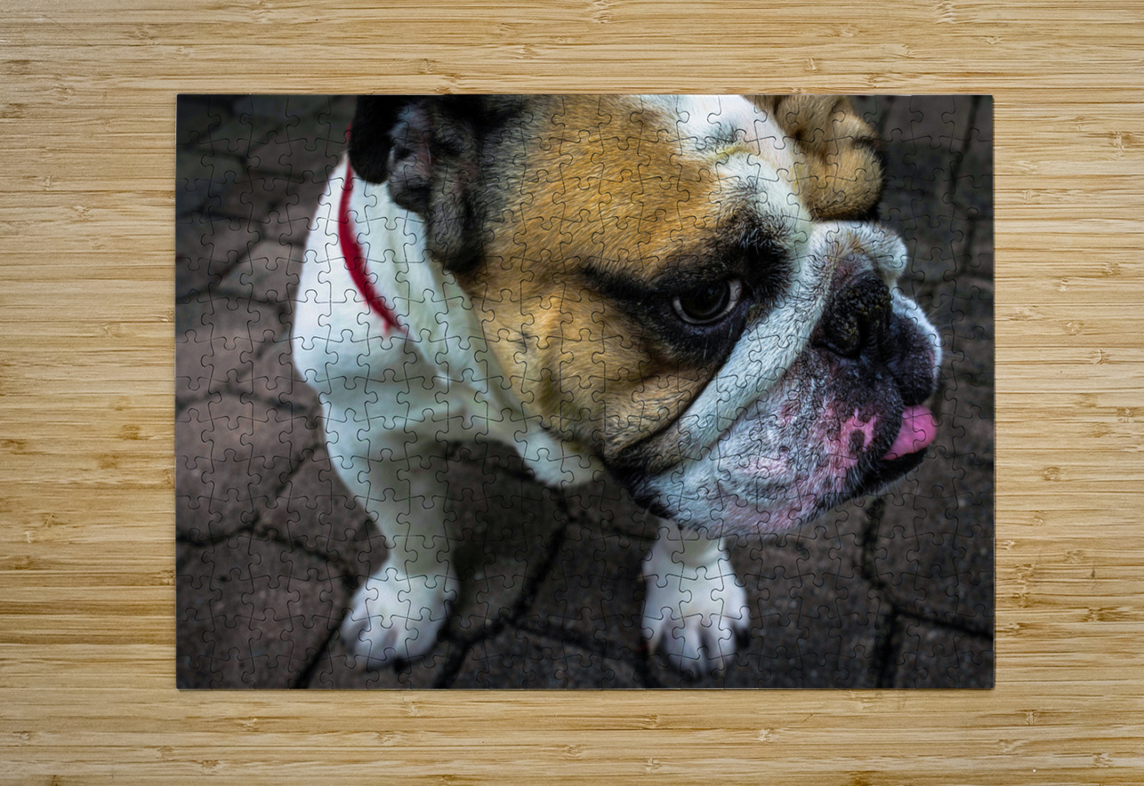 Bulldog One Simple Gallery Puzzle printing