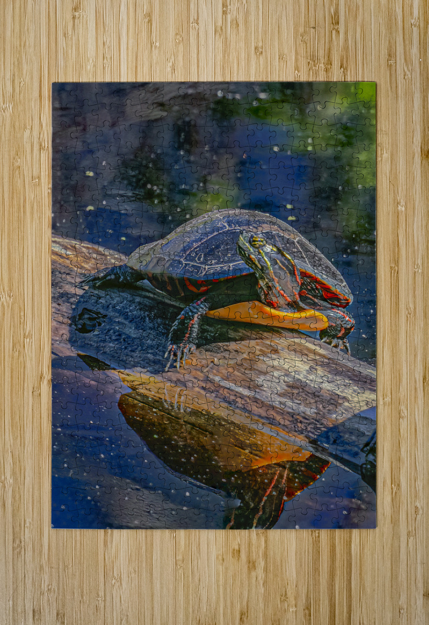Painted Turtle Basking in the Sun Norma Brandsberg Photography Puzzle printing