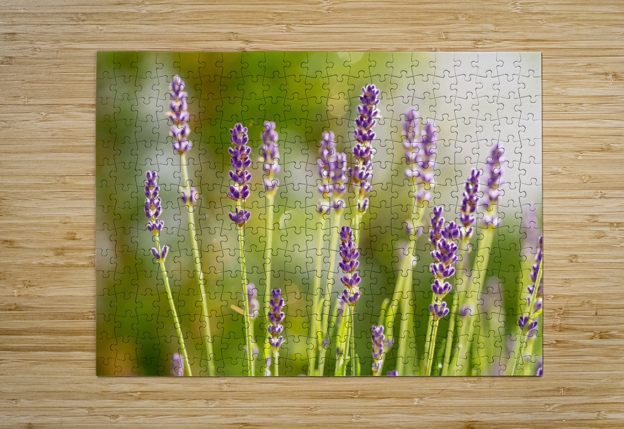 Closeup macro shot of purple lavender flowers in the sunlight  caladoart Puzzle printing