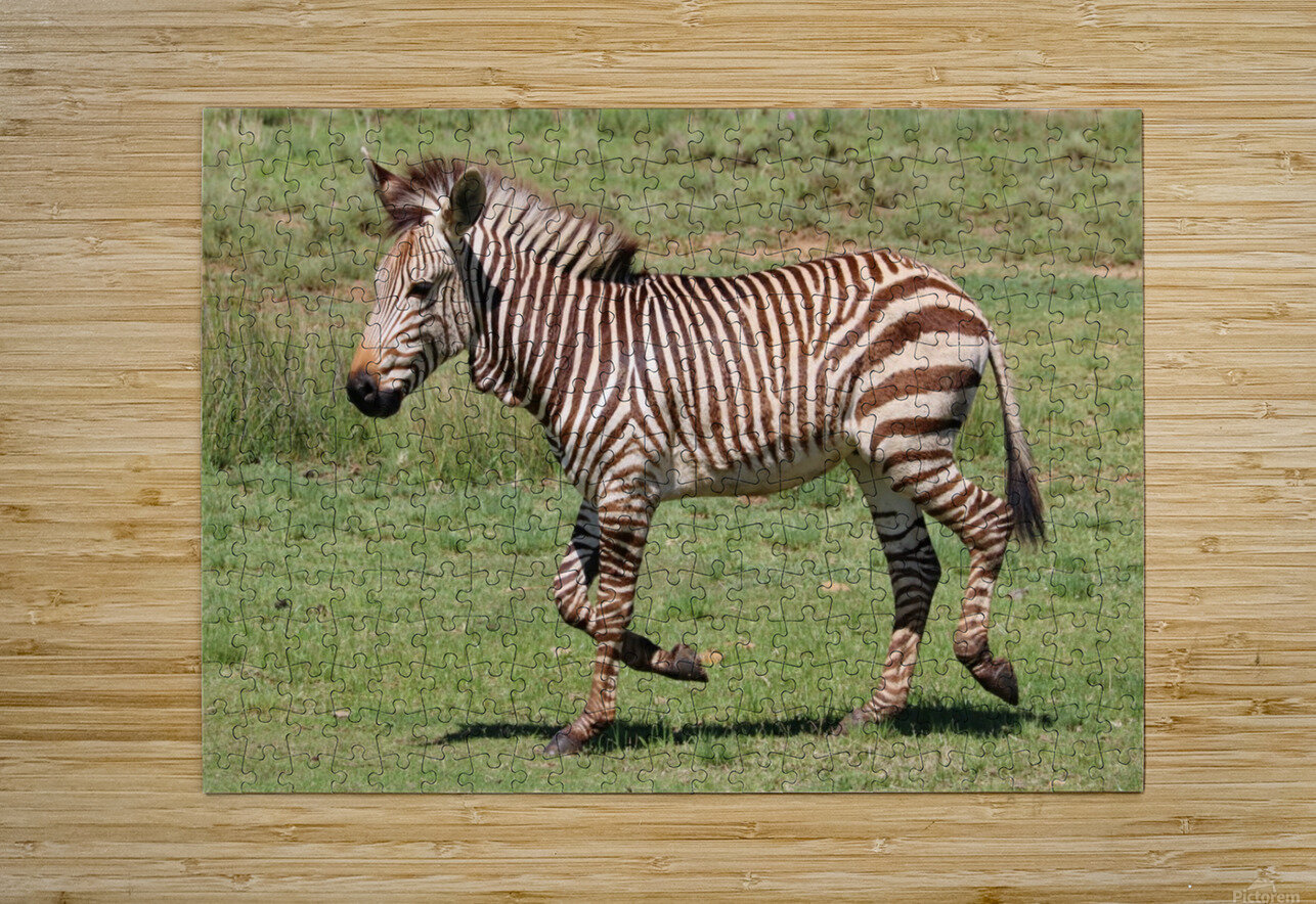 Hartmanns Mountain Zebra 8002 by Thula-Photography Wall Art