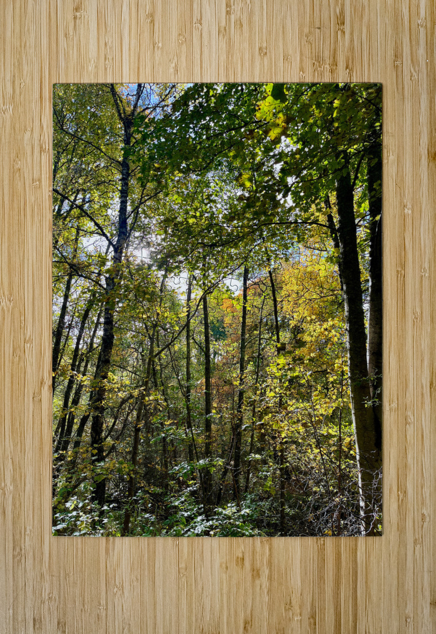 Autumn Sunlight in a Scottish Highlands Forest Catriona Roberts Nature Photography and Designs Puzzle printing