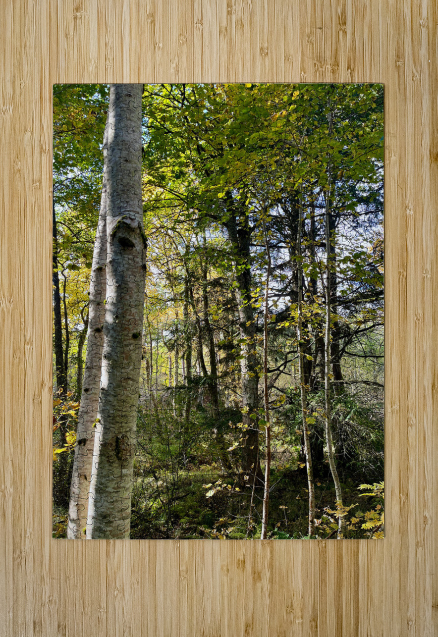 Autumns Sunlight in the Scottish Highlands Catriona Roberts Nature Photography and Designs Puzzle printing