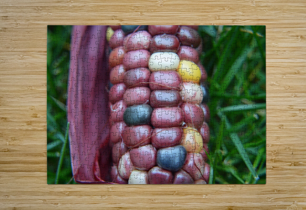 Jewel Corn 2 Michelle K Wood Puzzle printing