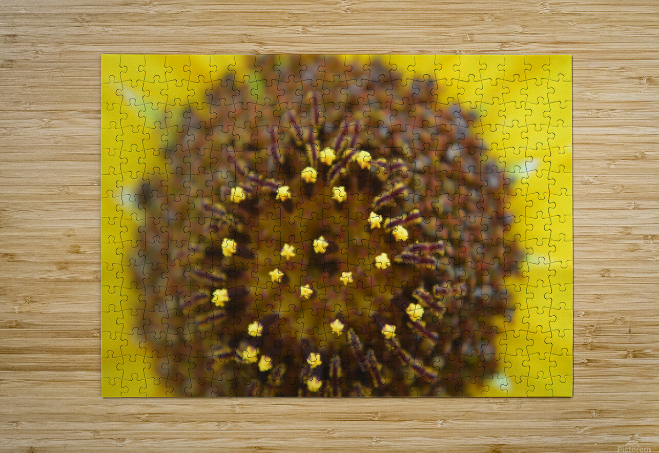 Sunflower Stars Michelle K Wood Puzzle printing