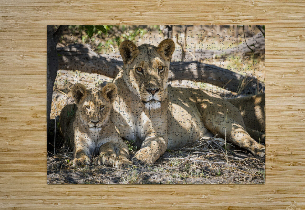 Lion cub 03 Sylvain Girardot Puzzle printing