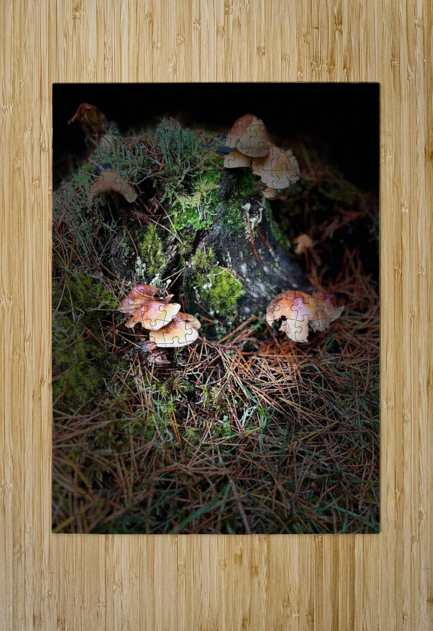 Scenes from the Trail- Forest Mushrooms  Catriona Roberts Nature Photography and Designs Puzzle printing