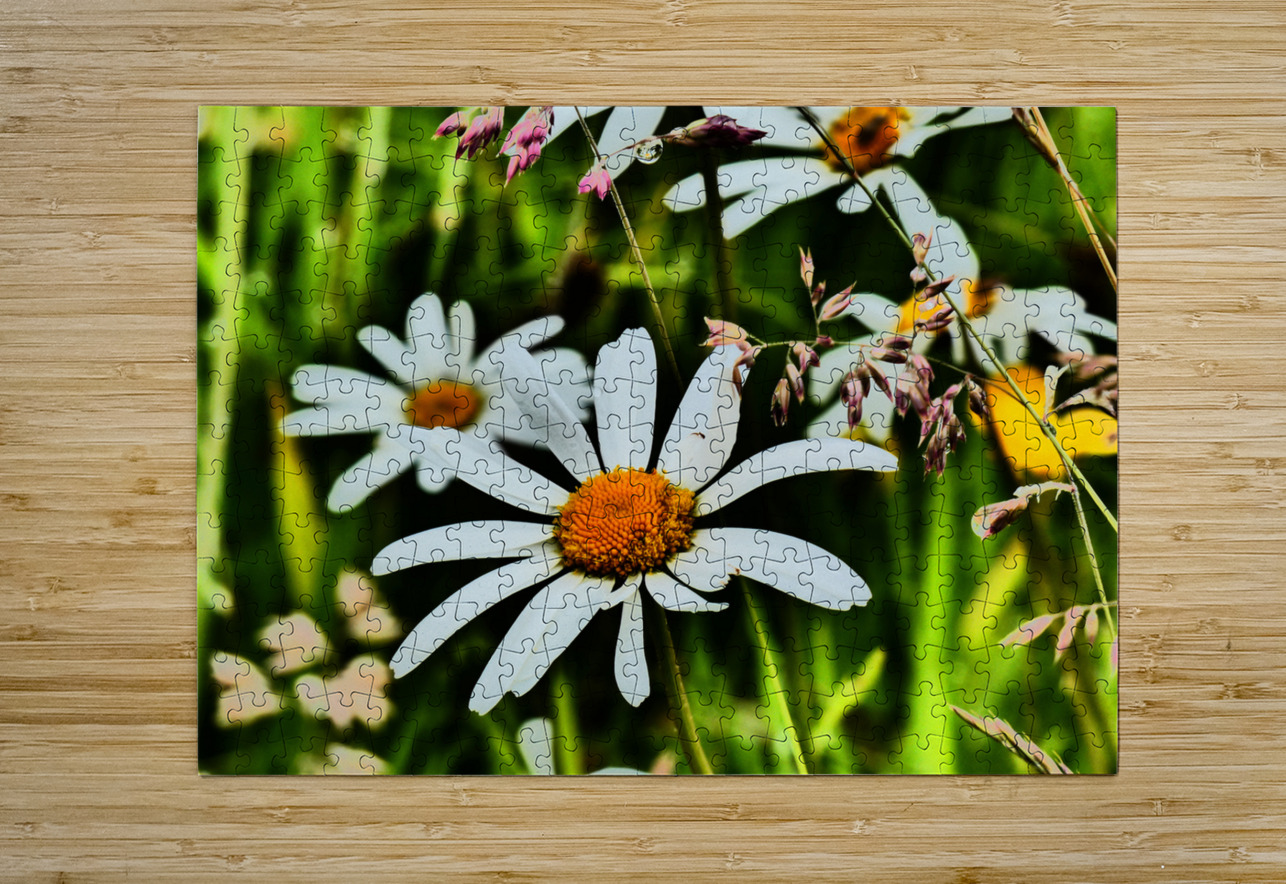  Wild Daises in the Scottish Highlands  Catriona Roberts Nature Photography and Designs Puzzle printing