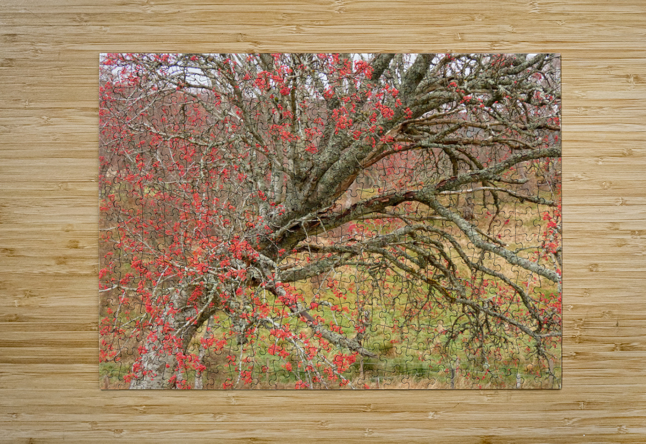 Scottish Highlands Rowan Tree   Catriona Roberts Nature Photography and Designs Puzzle printing