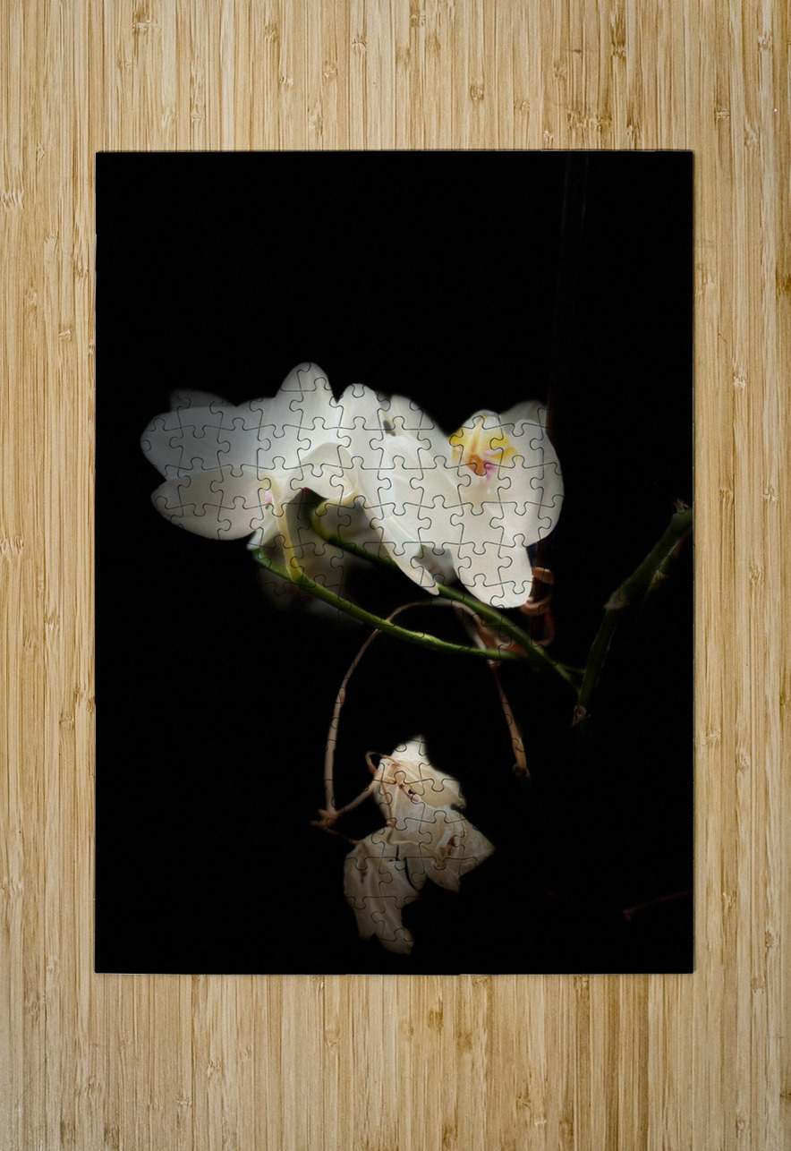 Portraits of Plants  Orchids in the Darkness  Catriona Roberts Nature Photography and Designs Puzzle printing