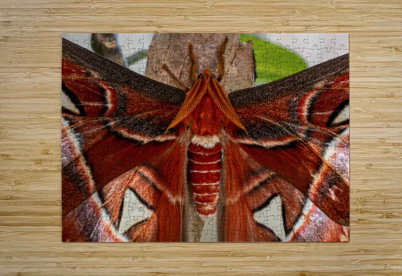 Atlas Moth Close Up Jason Fink Puzzle printing