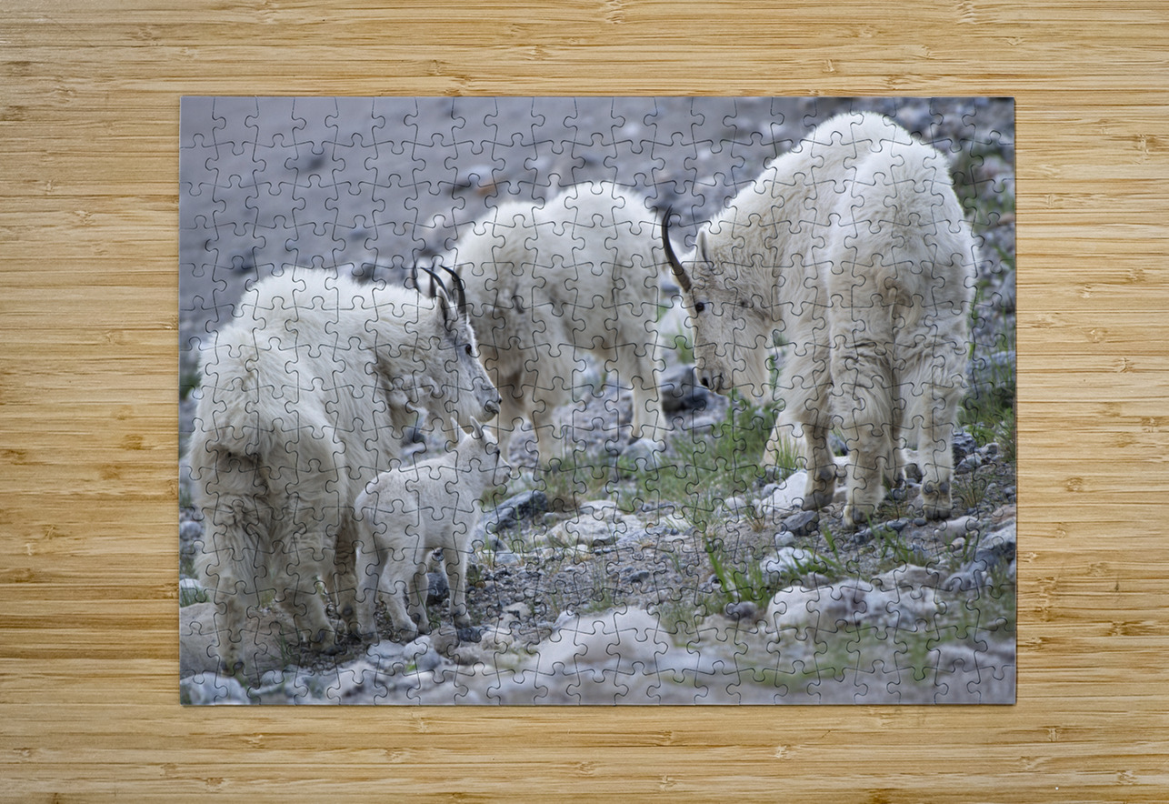 The Graceful Herd: White Mountain Goats in the Wild Caio Paagman Photography Puzzle printing