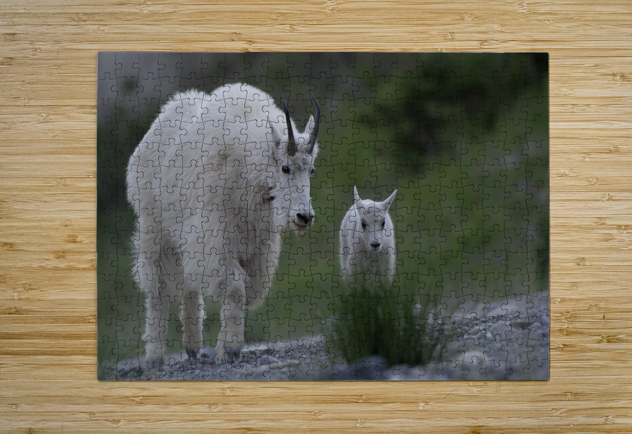 Tender Moments: Mama Mountain Goat and Baby in Nature Caio Paagman Photography Puzzle printing
