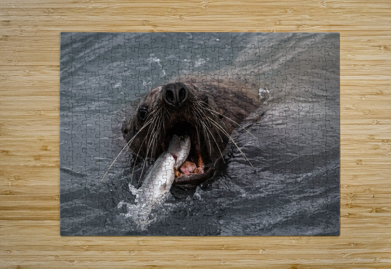 Graphic Sea Lion Hunts: Understanding Their Predatory Skills Caio Paagman Photography Puzzle printing