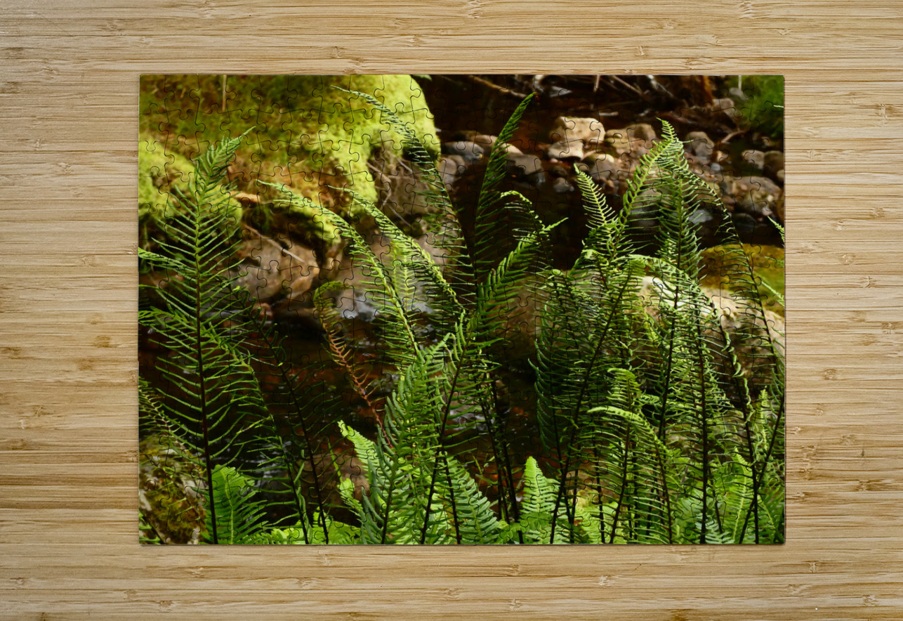 Summer Forest Ferns in the Scottish Highlands  Catriona Roberts Nature Photography and Designs Puzzle printing