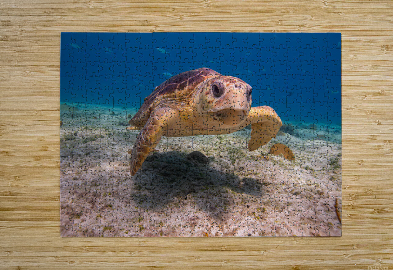 IMG 3843 Loggerhead Turtle Captain Rob Photography Puzzle printing
