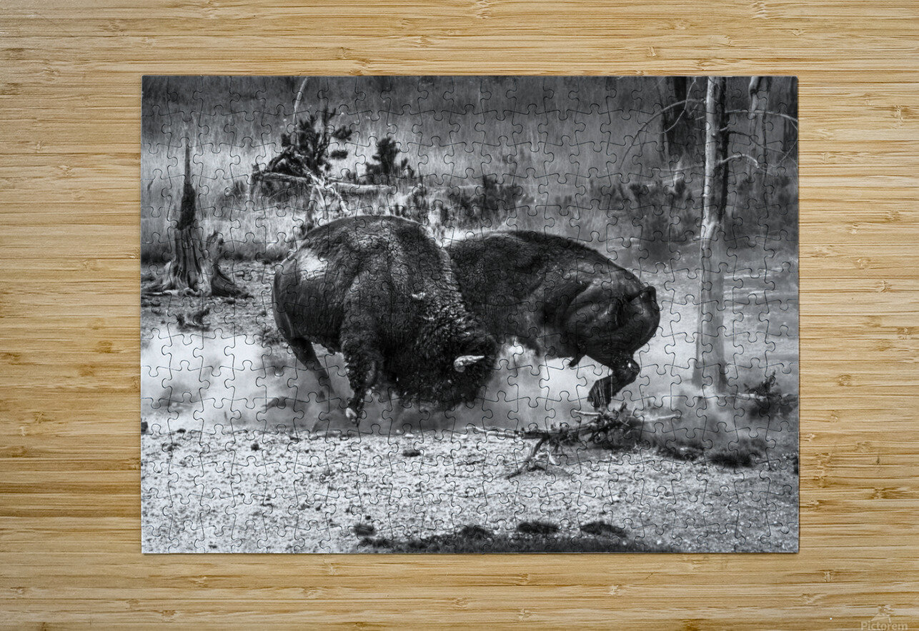 Bison Battle Backwood Photographer Puzzle printing