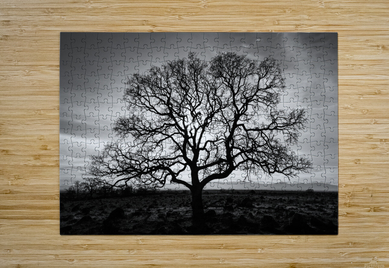 Timeless Strength Monochrome - Lone oak in the Sacramento Riverbend Area - Tehama County California Mike Lee Puzzle printing