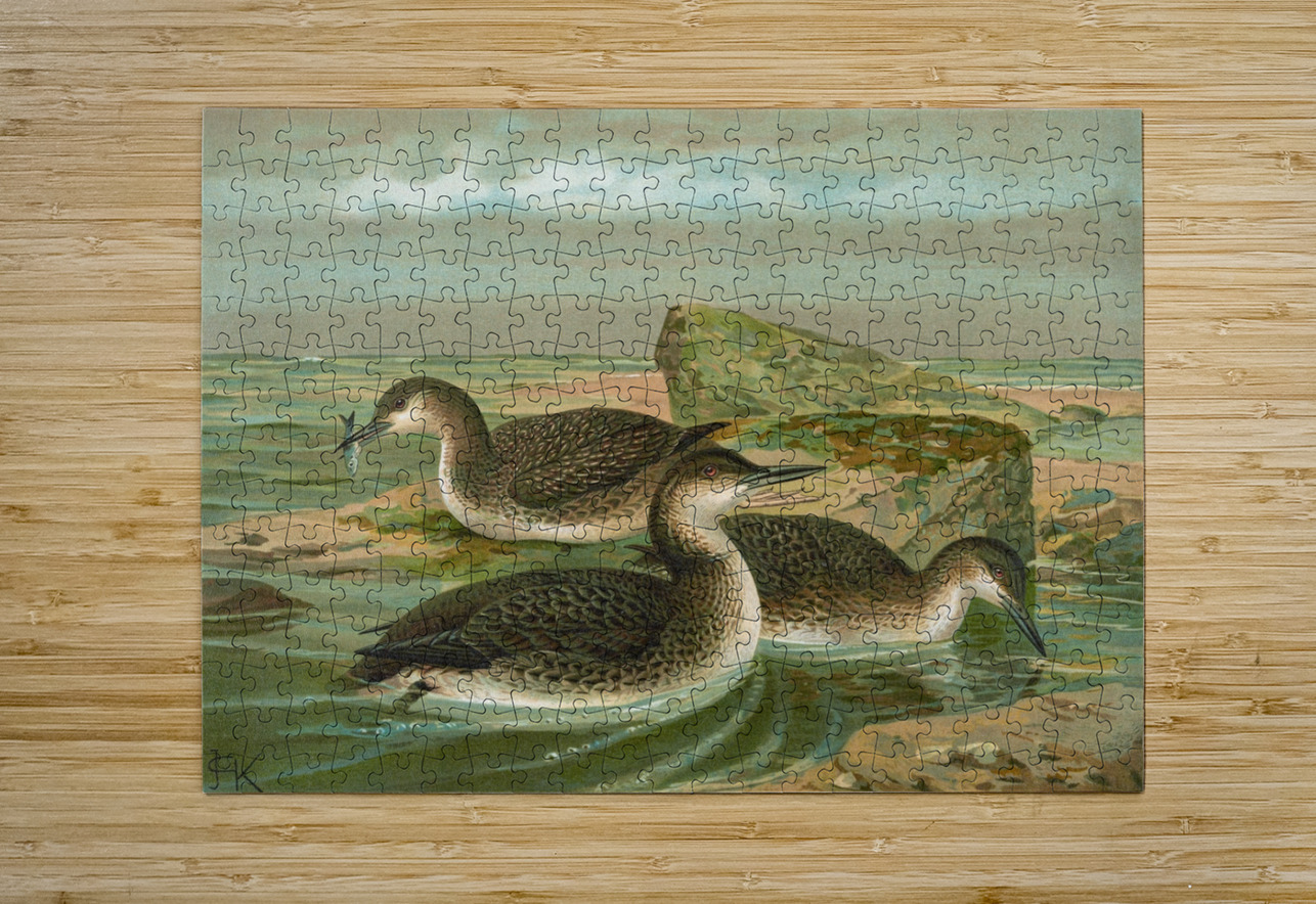 Gavia arctica [L.]. Polar–Seetaucher. By Johann Friedrich Naumann [1780–1857] MyCozyFineArt Puzzle printing