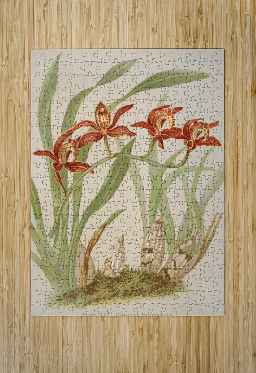 Cymbidium Hookerianum [1885] by Harriet Stewart Miner [1840–1895] MyCozyFineArt Puzzle printing
