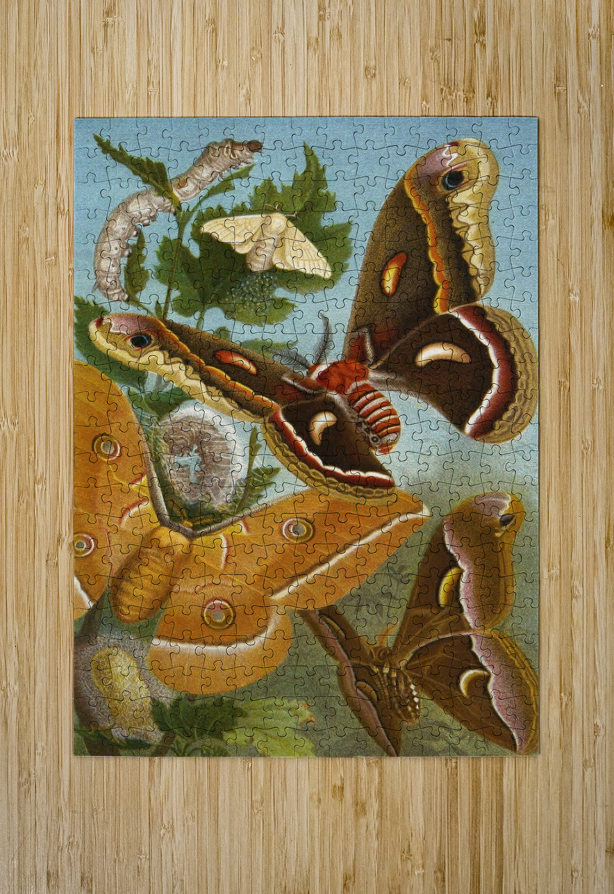 Die Insekten. Tausendfüssler und Spinnen Pl 11 [1877] by Alfred Edmund Brehm [1829–1884] MyCozyFineArt Puzzle printing