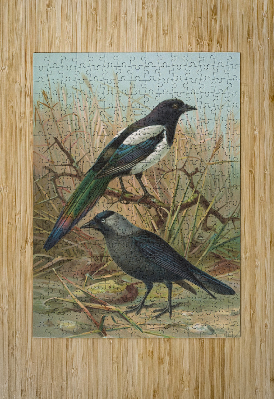 Pica pica. Lycus monedula by Johann Friedrich Naumann [1780–1857] MyCozyFineArt Puzzle printing