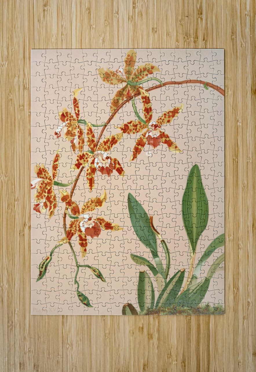 Odontoglossum Triumphans [1885] by Harriet Stewart Miner [1840–1895] MyCozyFineArt Puzzle printing
