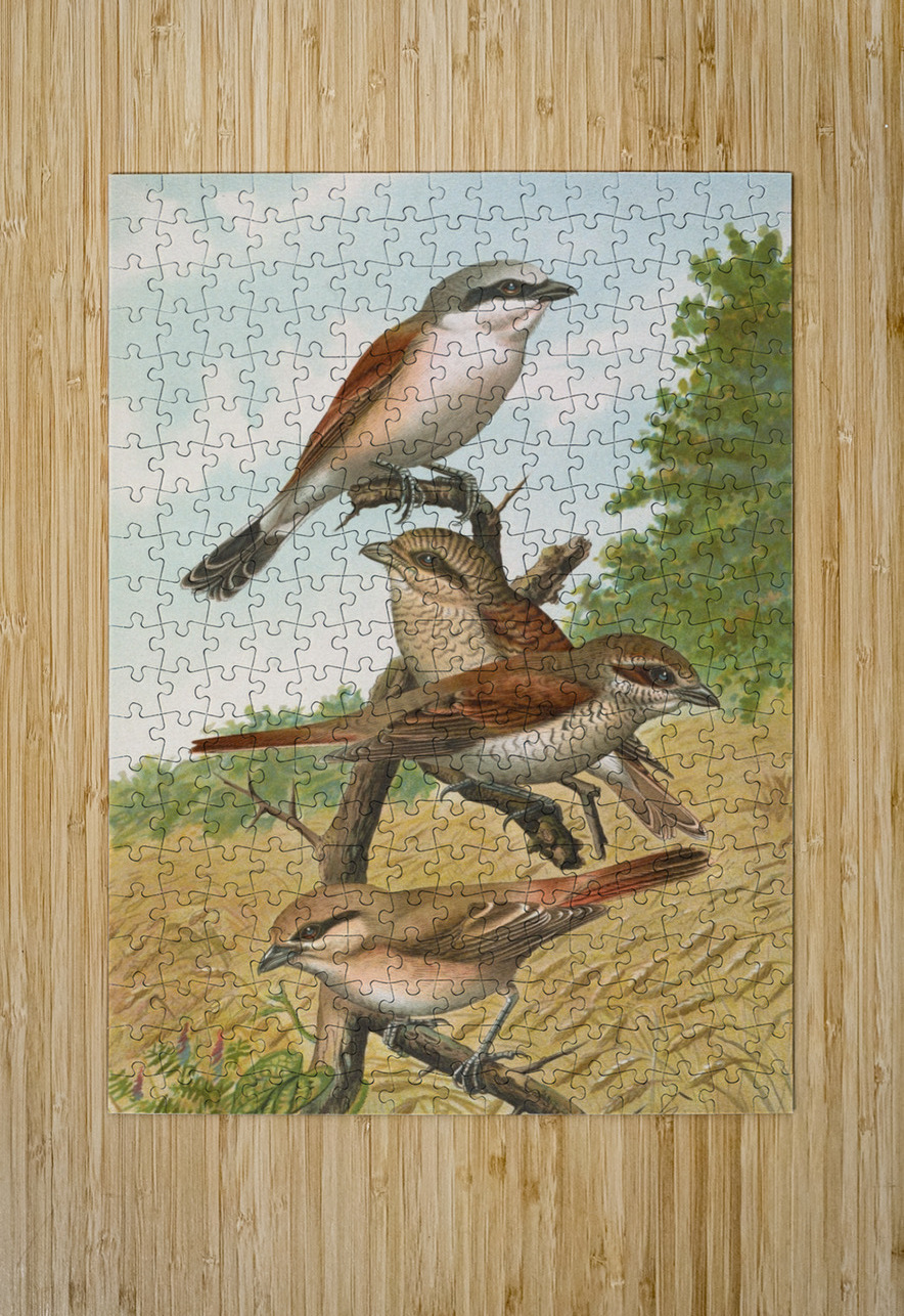 Lanius collurio. Lanius isabellinus Ehrenberg by Johann Friedrich Naumann [1780–1857] MyCozyFineArt Puzzle printing