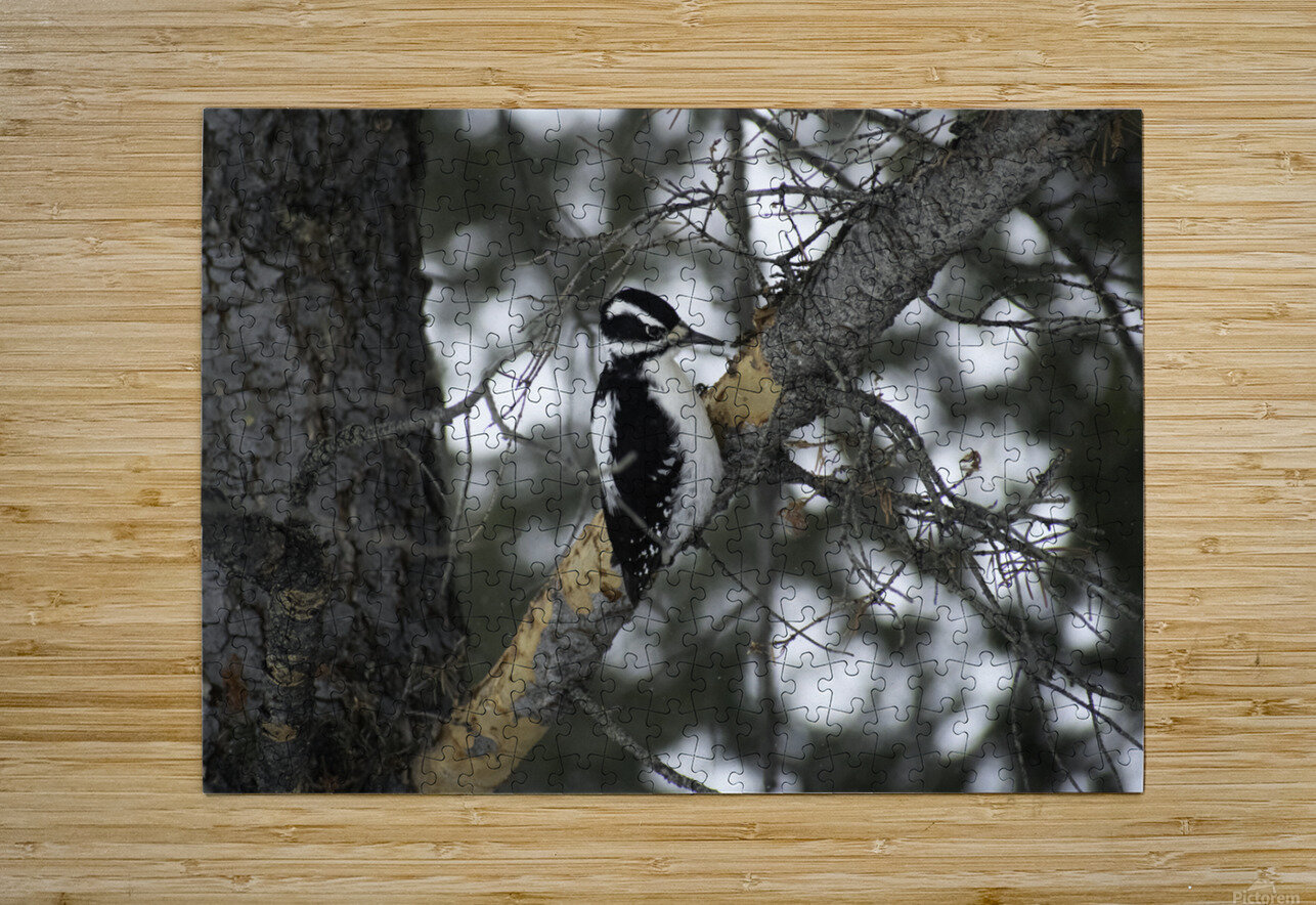 DSC 8012 Paul Radoicich Puzzle printing