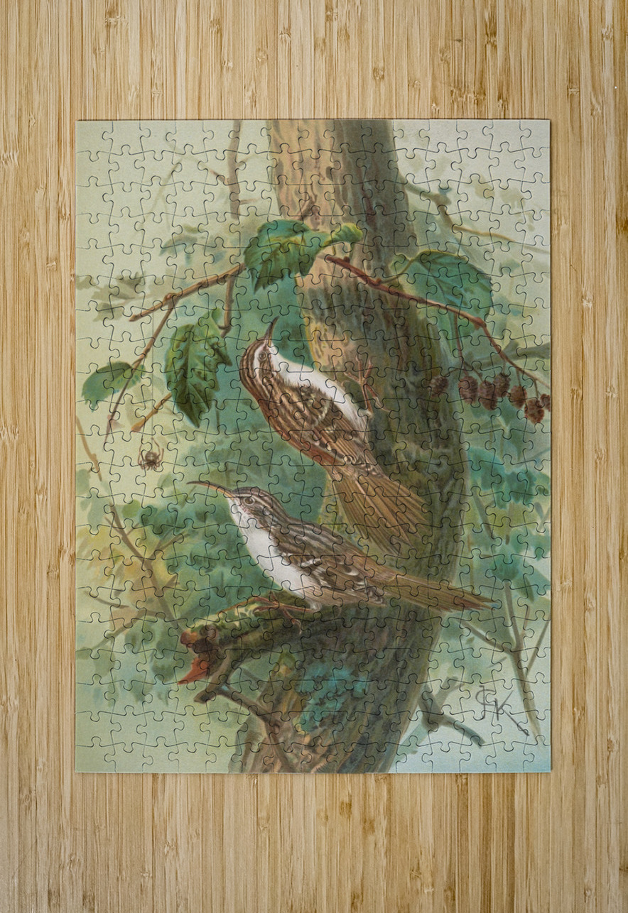 Certhia familiaris. Certhia familiaris brachydactyla by Johann Friedrich Naumann [1780–1857] MyCozyFineArt Puzzle printing