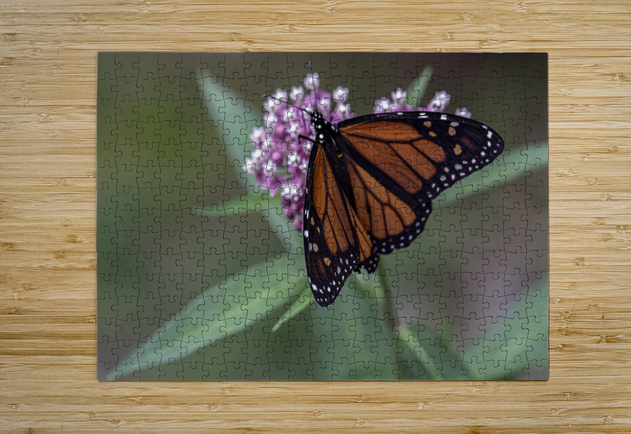 Monarch Butterfly Steven M Becker Puzzle printing