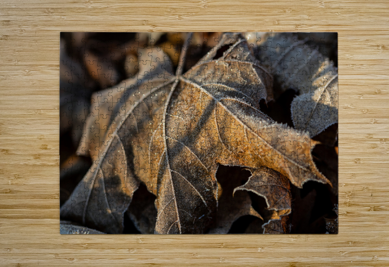 Closeup macro shot of withered brown maple leaf covered by beautiful ice crystals  caladoart Puzzle printing